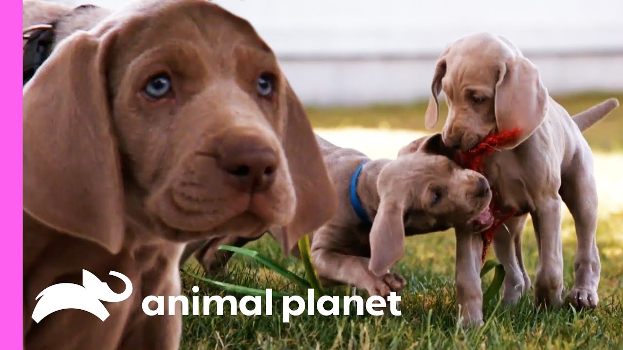 Weimaraner Puppies Get Ready To Celebrate Their First Christmas! | Too Cute!