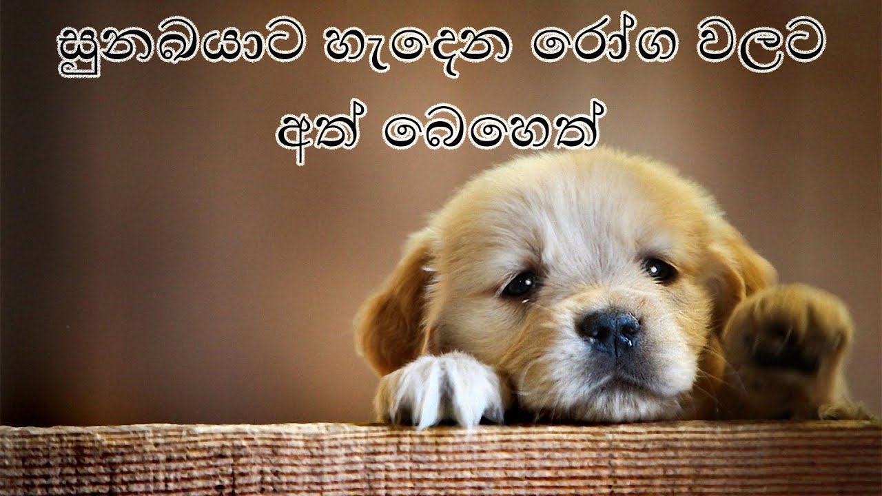 Home Remedies For Dog Sickness Sinhala | සුනඛයාට එදිනදා හැදෙන රෝග සඳහා අත් බෙහෙත්