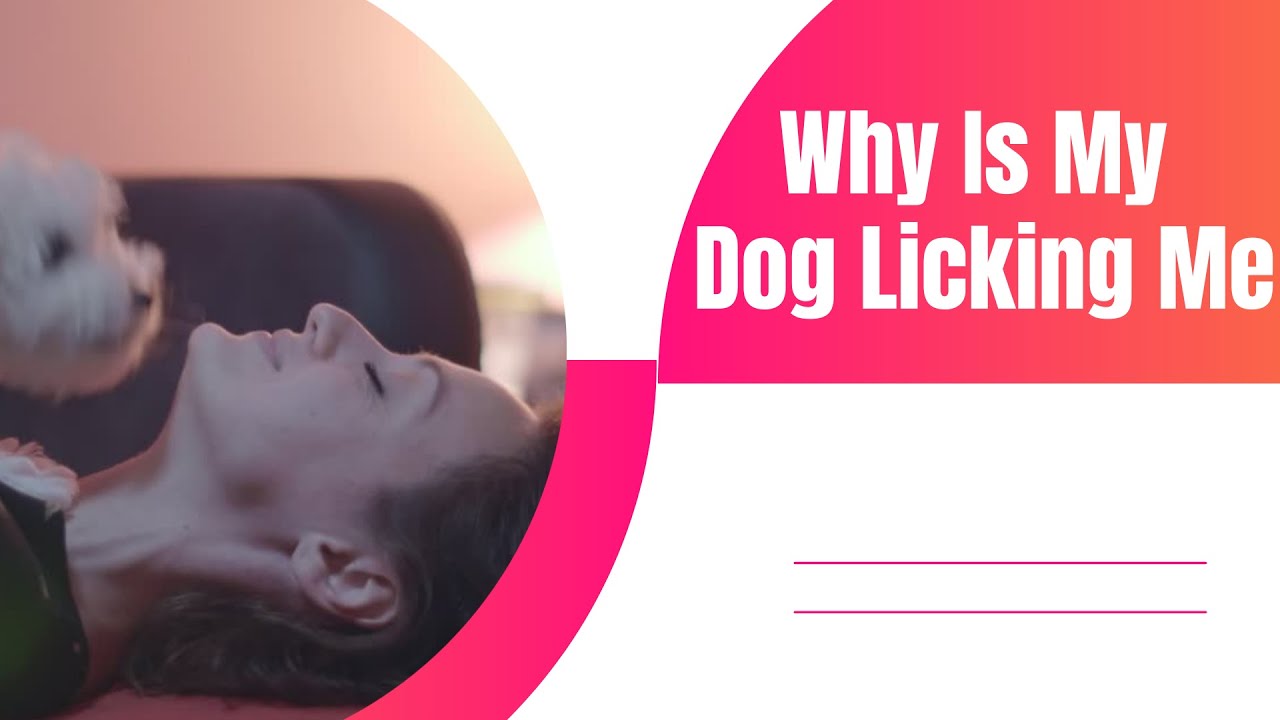 Why Does My Dog Lick Me So Much 2021 ! Dog Health Tips