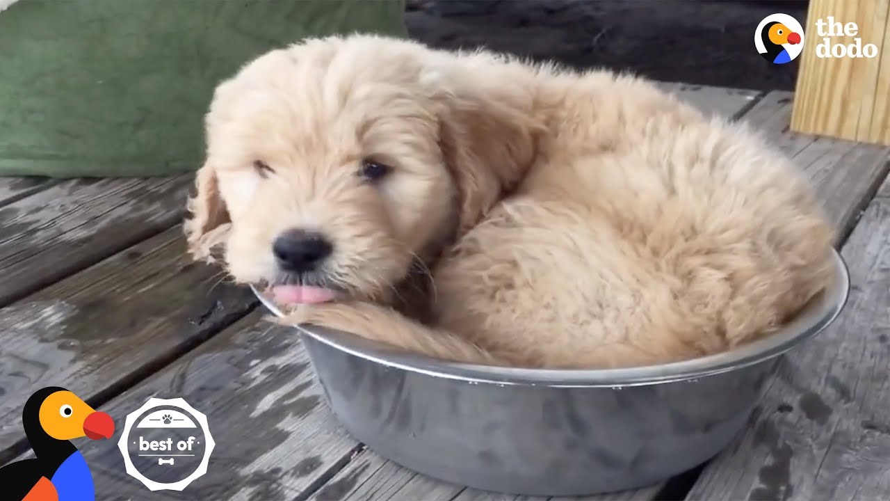 Puppies Learning How To Dog | The Dodo Best Of