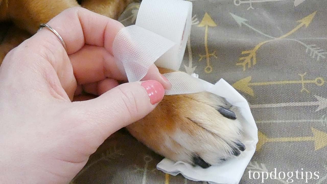 How to Treat a Dog Wound (Dog First Aid Tips)