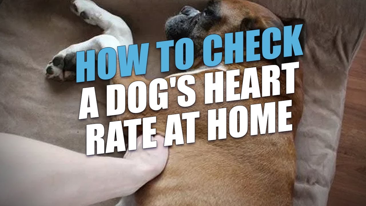 How to Check a Dog’s Heart Rate At Home (Accurate Method)