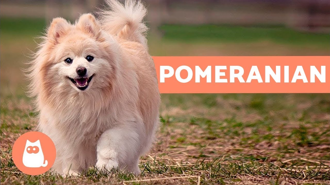 All About the POMERANIAN – Characteristics and Care