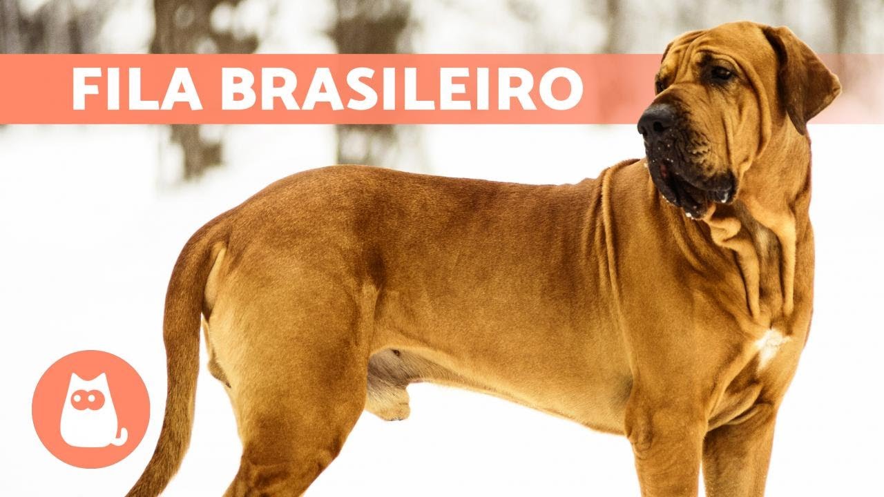 FILA BRASILEIRO Dog Breed  Characteristics, Care and MORE