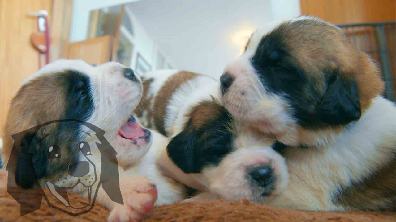 A HUGE Litter Of St Bernard Puppies | Britain’s Favourite Dogs