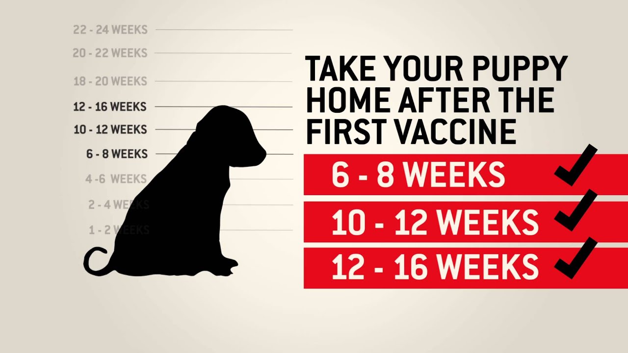 Understanding dog vaccinations – Purina