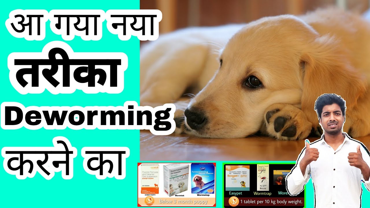 Dog care – Deworming || medicine name || schedule || by pomtoy anurag