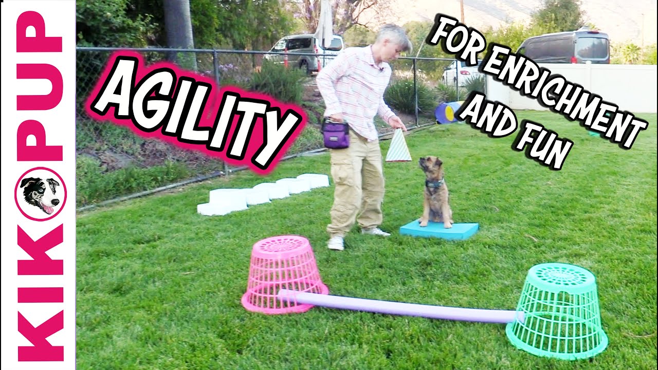 Agility for Enrichment and Fun – Dog Training