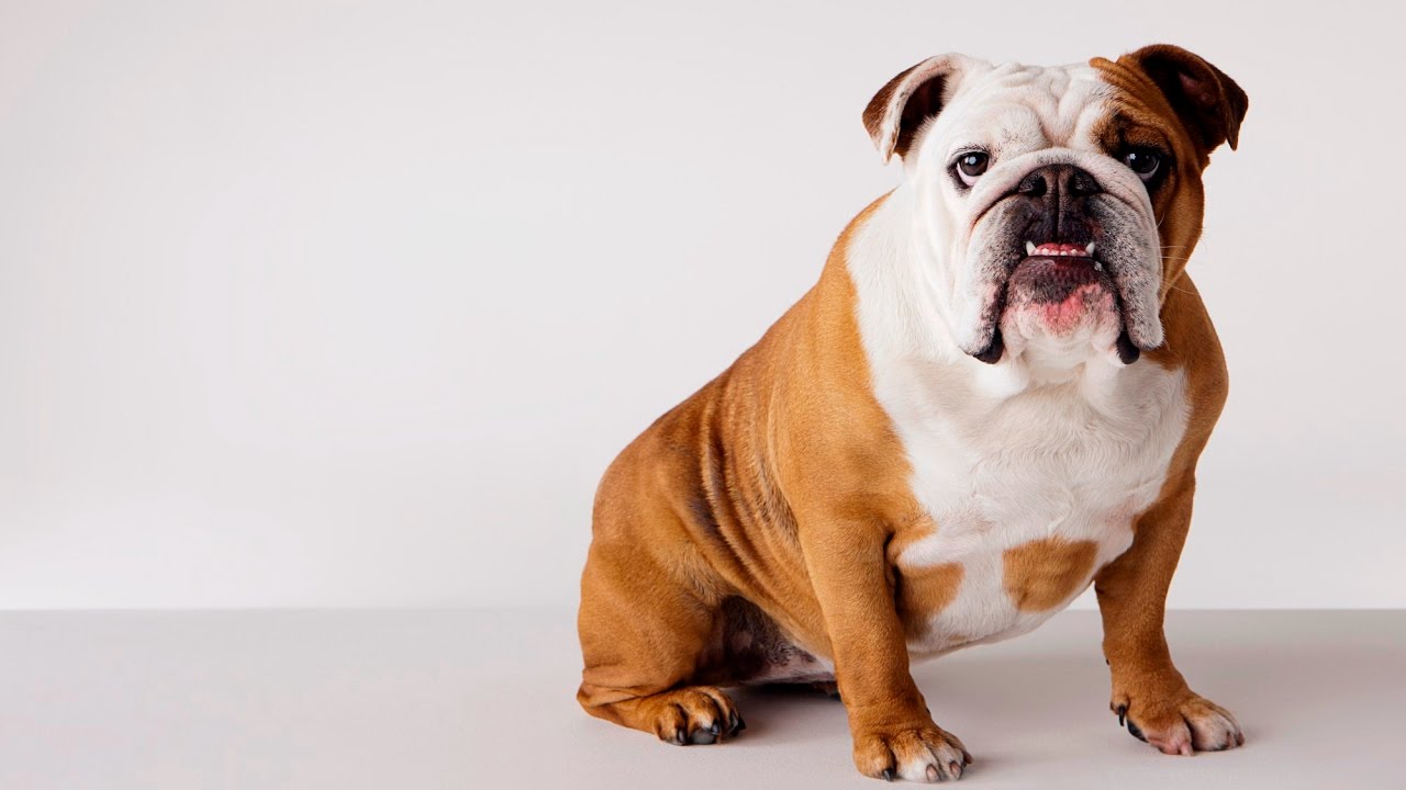 English Bulldog – dog breeds (funny facts, dog training tips, dog care)