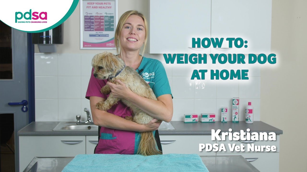 How To Weigh Your Dog At Home: PDSA Petwise Pet Health Hub