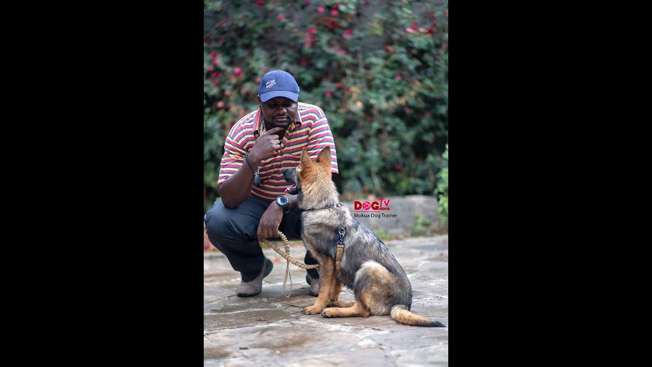 How  a dog trainer trains dogs  for international assignments.(dog tv Kenya episode 19)