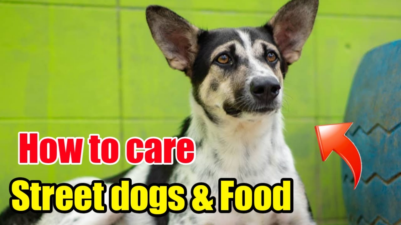 How to care street dog / Street dog food tips / Street dogs help