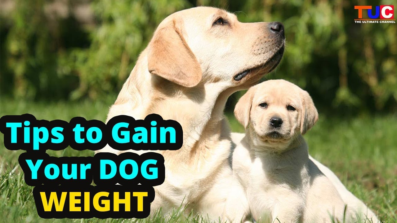 Tips To Gain Your Dog’s Weight : Dog Problems : TUC