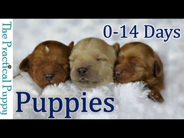 Newborn Puppies: Birth to 2 Weeks