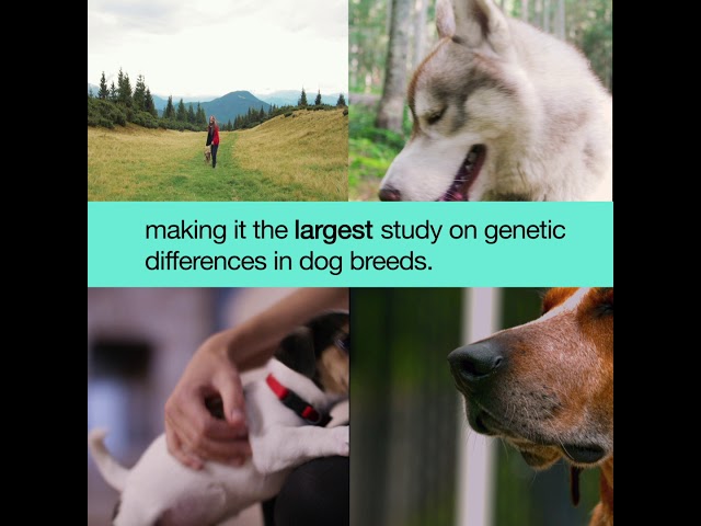 Dog Genomes Can Help Improve Human Health – Here’s How