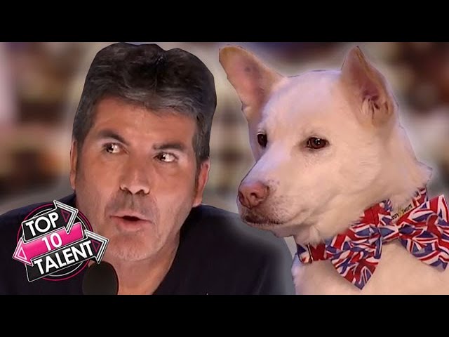 TOP 10 SMARTEST DOG Auditions On Britain And America’s Got Talent!