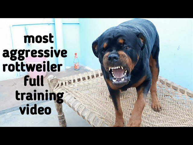 Dog training video||best guard dog breed||well trained rottweiler.