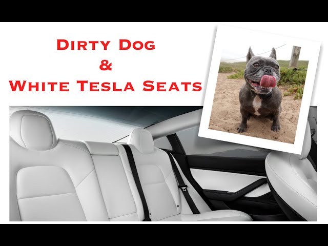 How to keep white Tesla seats clean when you have a dog