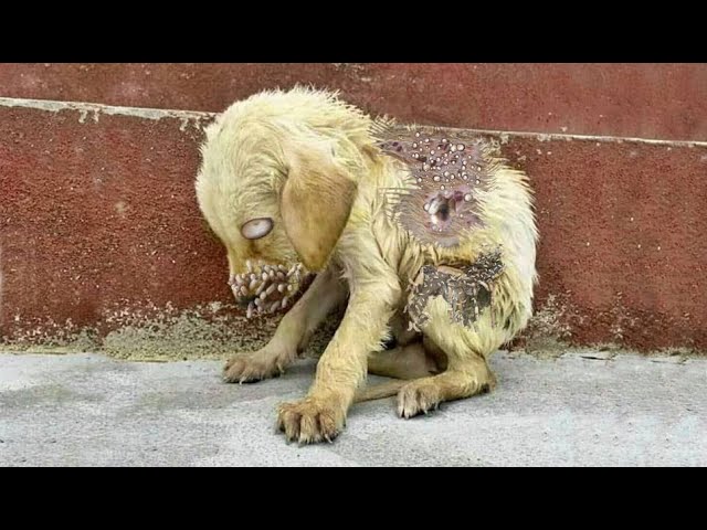 BREE! РАRАՏITES EAT STREET DOGS / PUPPIES ALIVE! NEGLECTED DOGS ON STREET 犬からワームを取り除