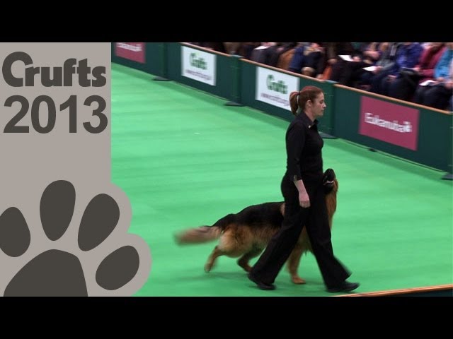 Obedience Dog Championships – Day 3 – Crufts 2013 (Jenny Gould & Zakanja Bitter ‘N’ Twisted)