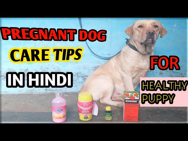 PREGNANT DOG CARE TIPS ( IN HINDI )FOR HEALTHY PUPPY||गर्भवती कुत्ते की देखभाल के उपाय ||PETS PLAZA