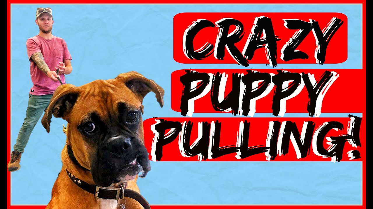 How to Obedience Train your Boxer Puppy – Dog Training with Americas Canine Educator