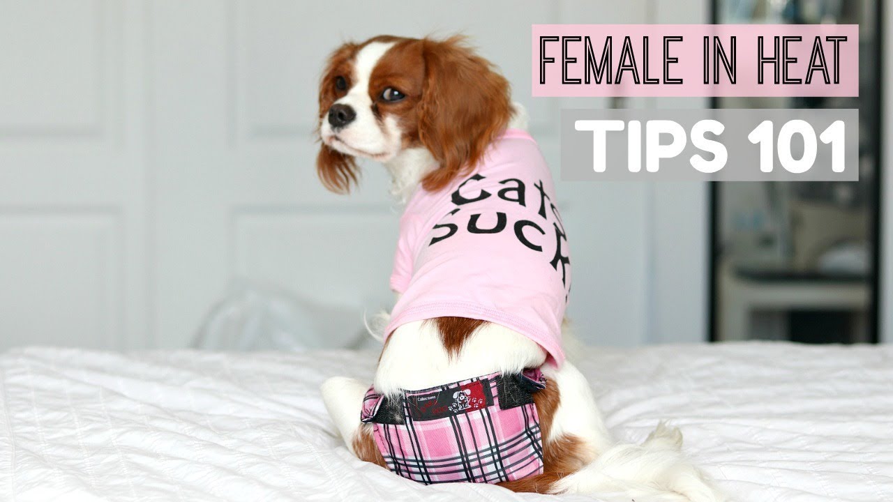 FEMALE DOG IN HEAT | TIPS 101 | What to do | Herky the Cavalier