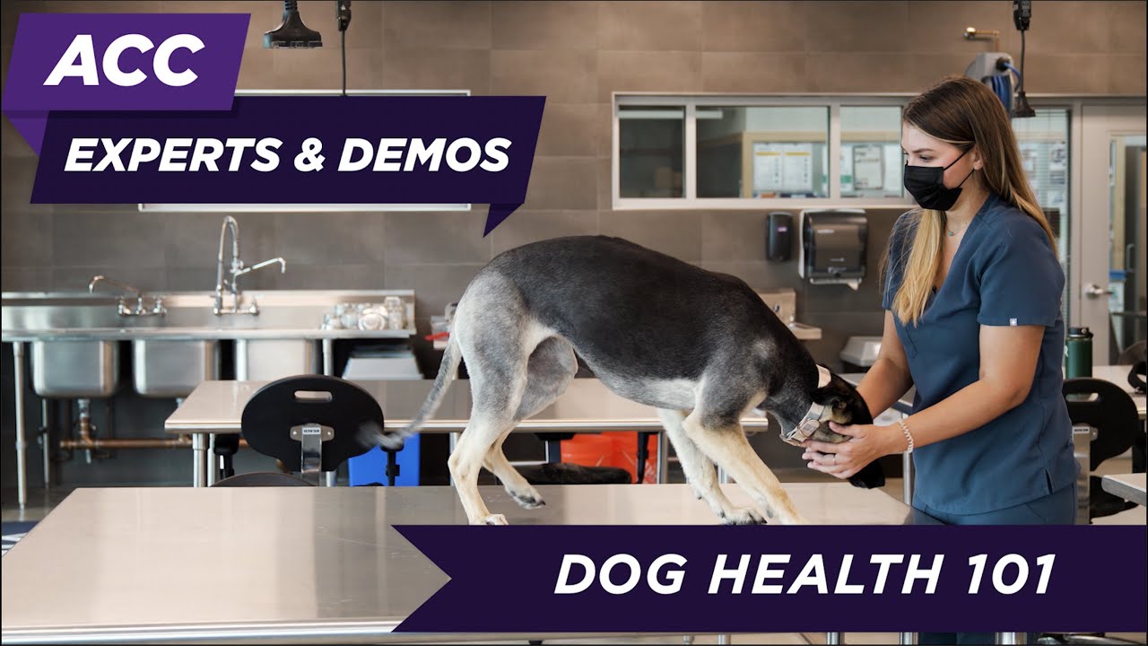 ACC Experts – Dog Health 101