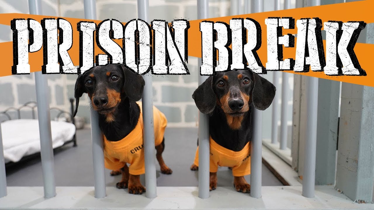 Ep 8: WIENER DOG PRISON BREAK – Funny Dogs Escaping Jail!