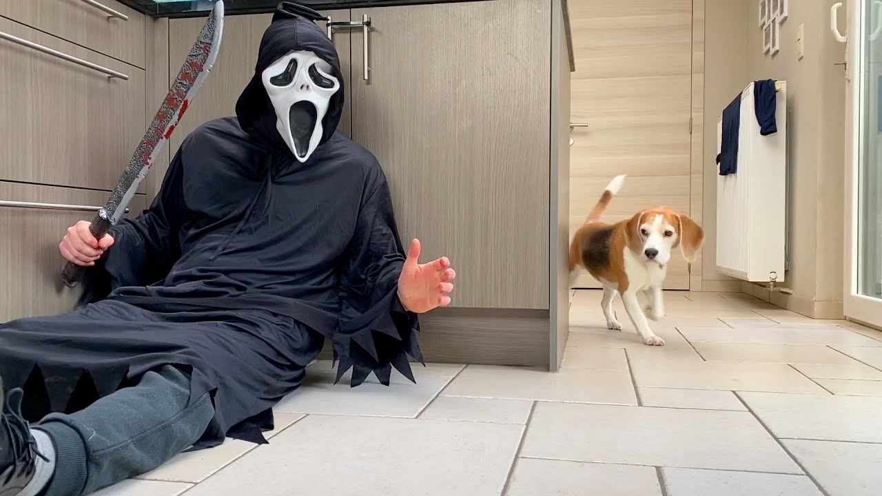 Dogs vs Ghostface Scream PRANK : Funny Beagle Dog Reactions