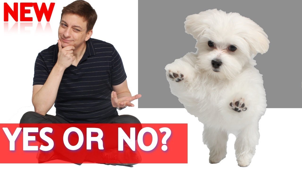 Should you Spay or Neuter Your Dog?