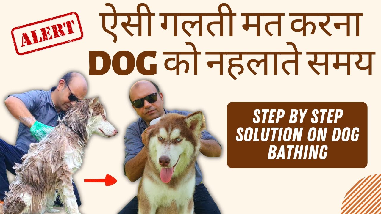 Step by Step Dog Bathing Solution | Avoid these Mistakes for their Better Health | Baadal Bhandaari