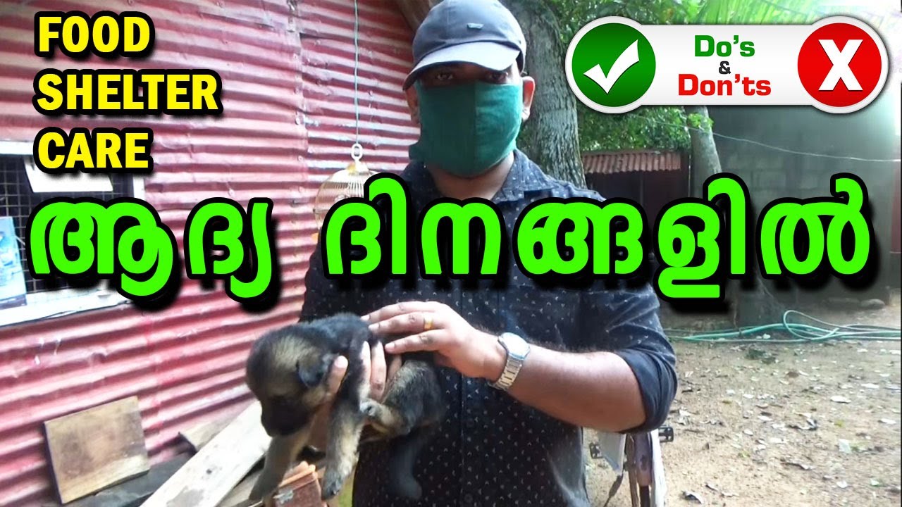 ആദ്യ 3 മാസം :Puppy Care below 3 Months in Malayalam | puppy food  | do and don’ts in puppy care