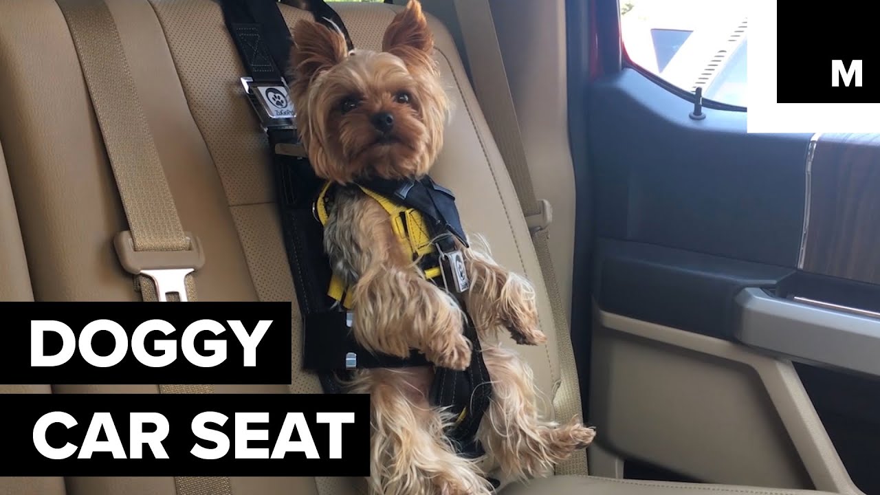 Doggy Car Seat Keeps Pet Safe