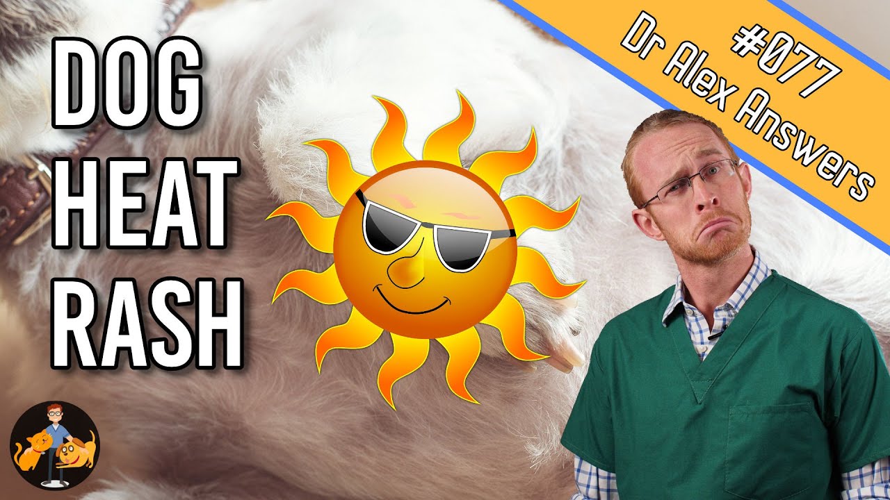 Heat Rash in Dogs: Home Treatment (+ other possible causes) – Dog Care Vet Advice