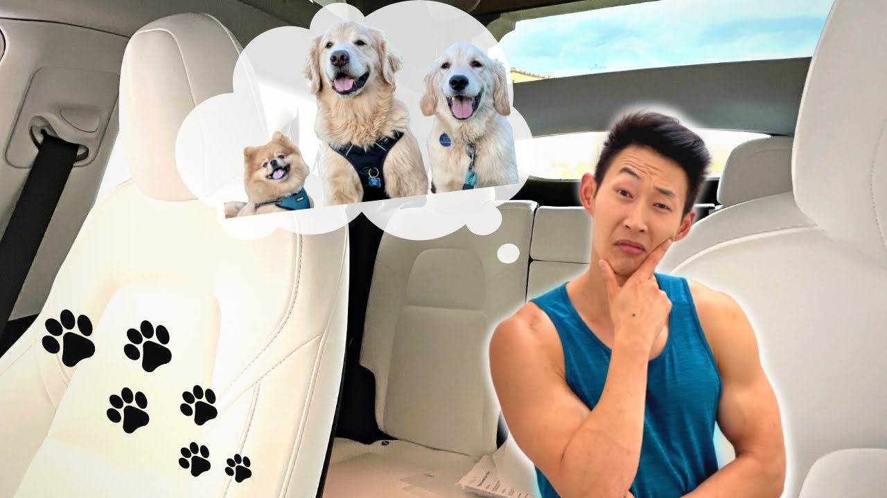 White TESLA seats after a YEAR and 3 DOGS ( DO I REGRET it?? & How’s the Tesla Pet Seat Cover?)