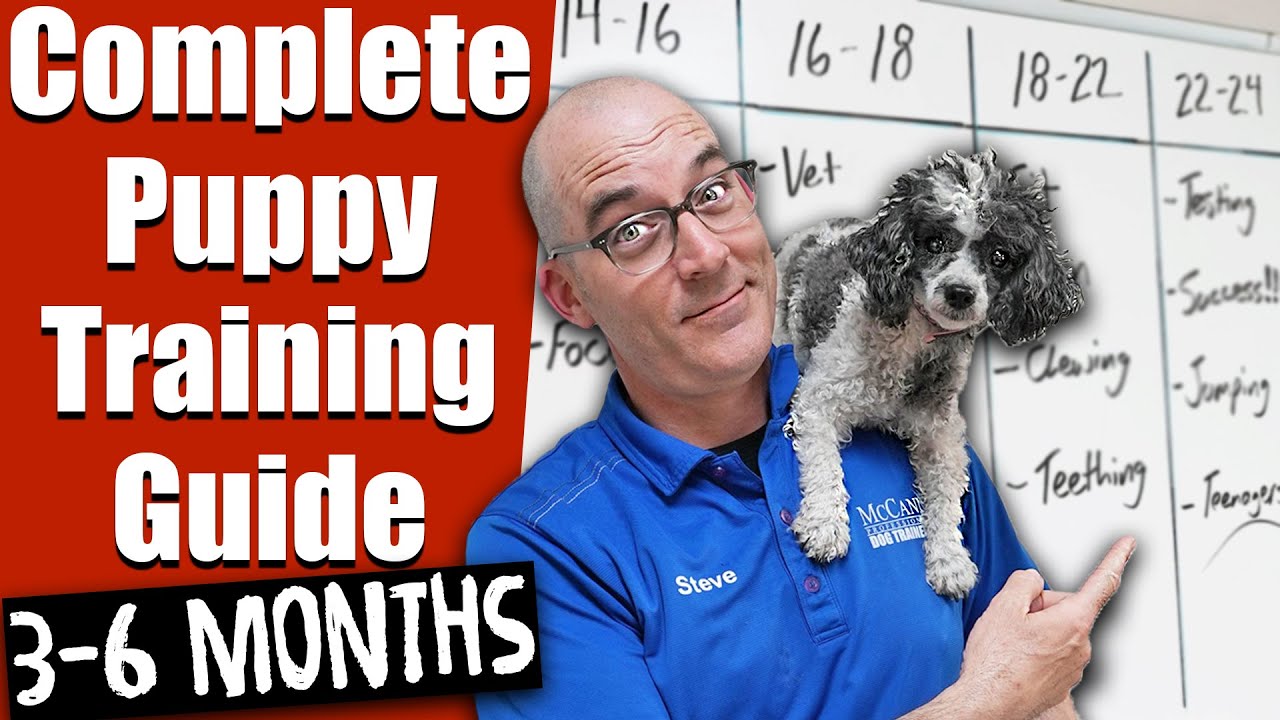 Your Complete Puppy Training Schedule 12 – 24 Weeks!