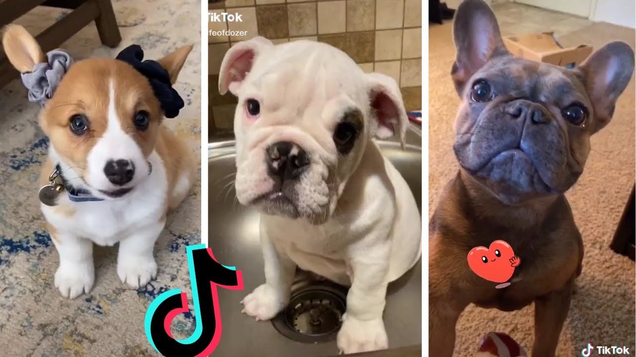 Funniest Doggos of TikTok ~ Most Adorable Puppies TIK TOK