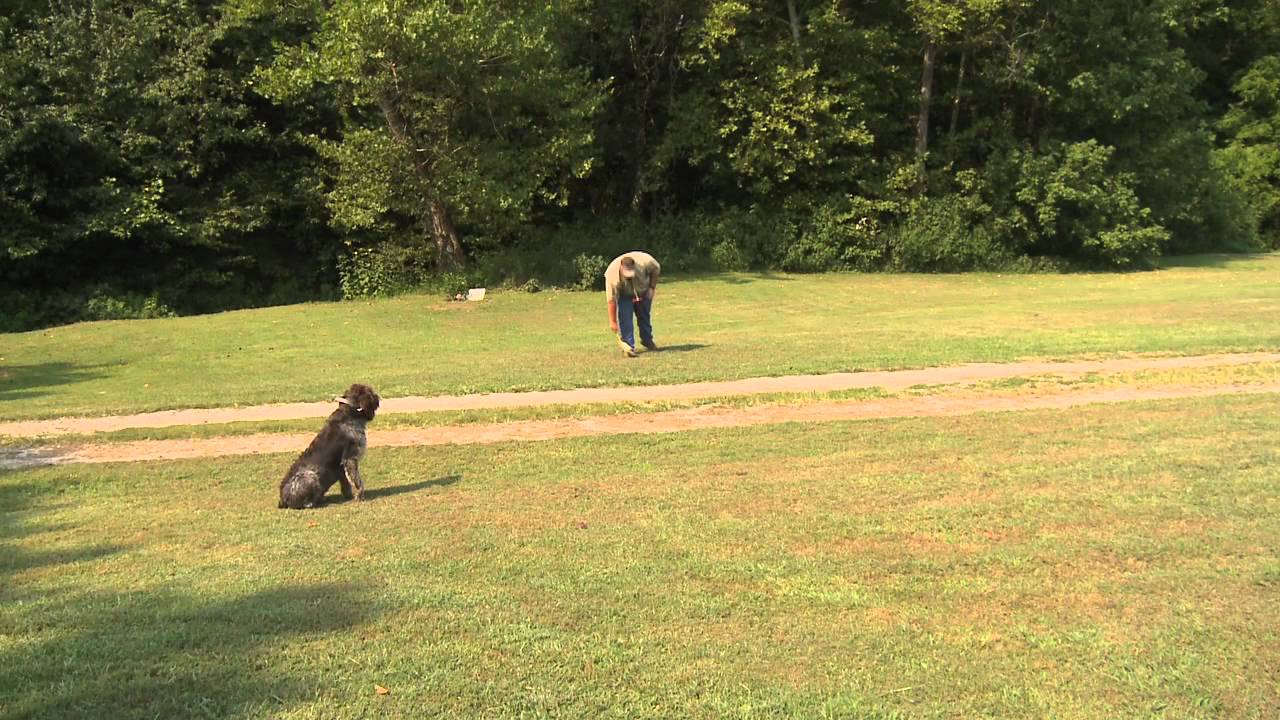 Duck Retriever – Dog Training