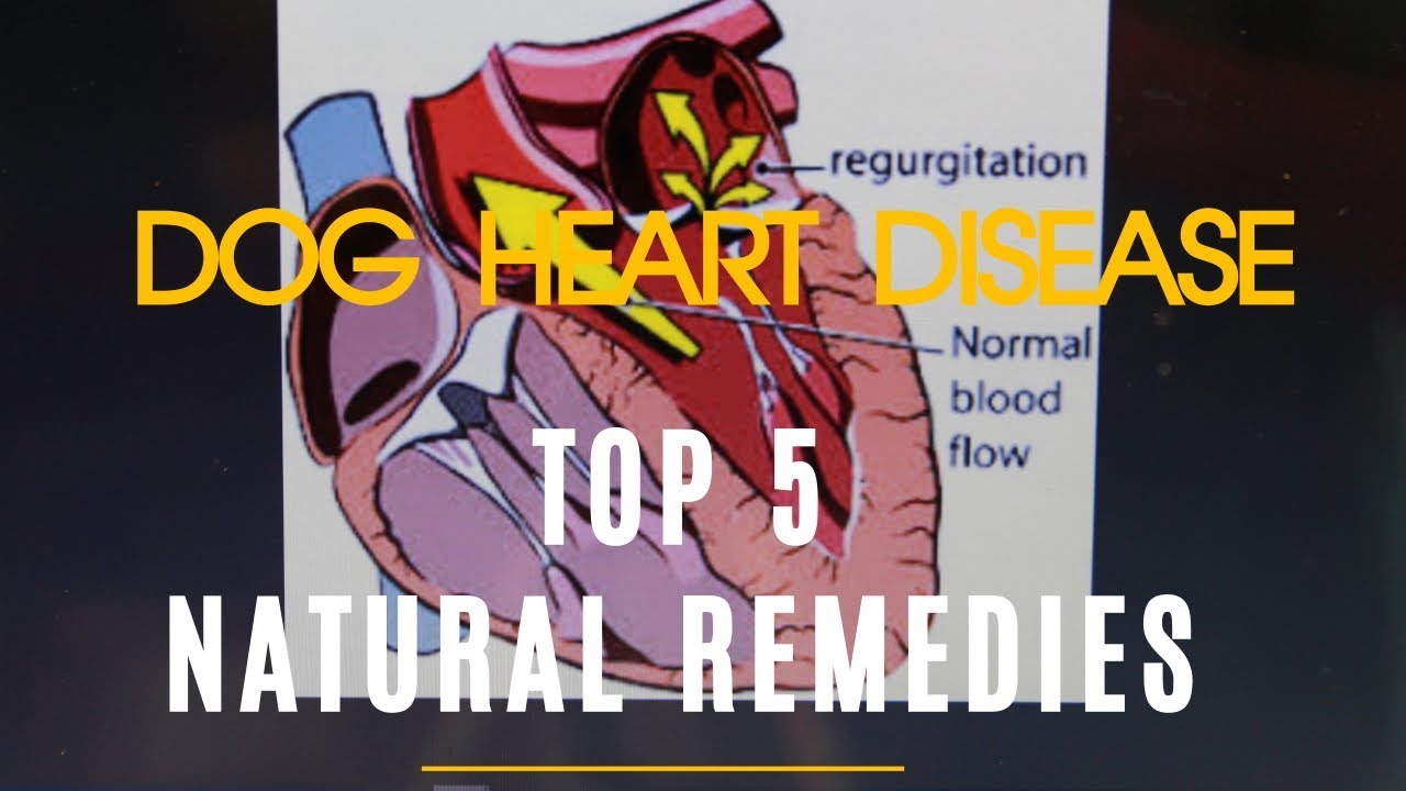 Dog Heart Disease: Top 5 Natural Remedies