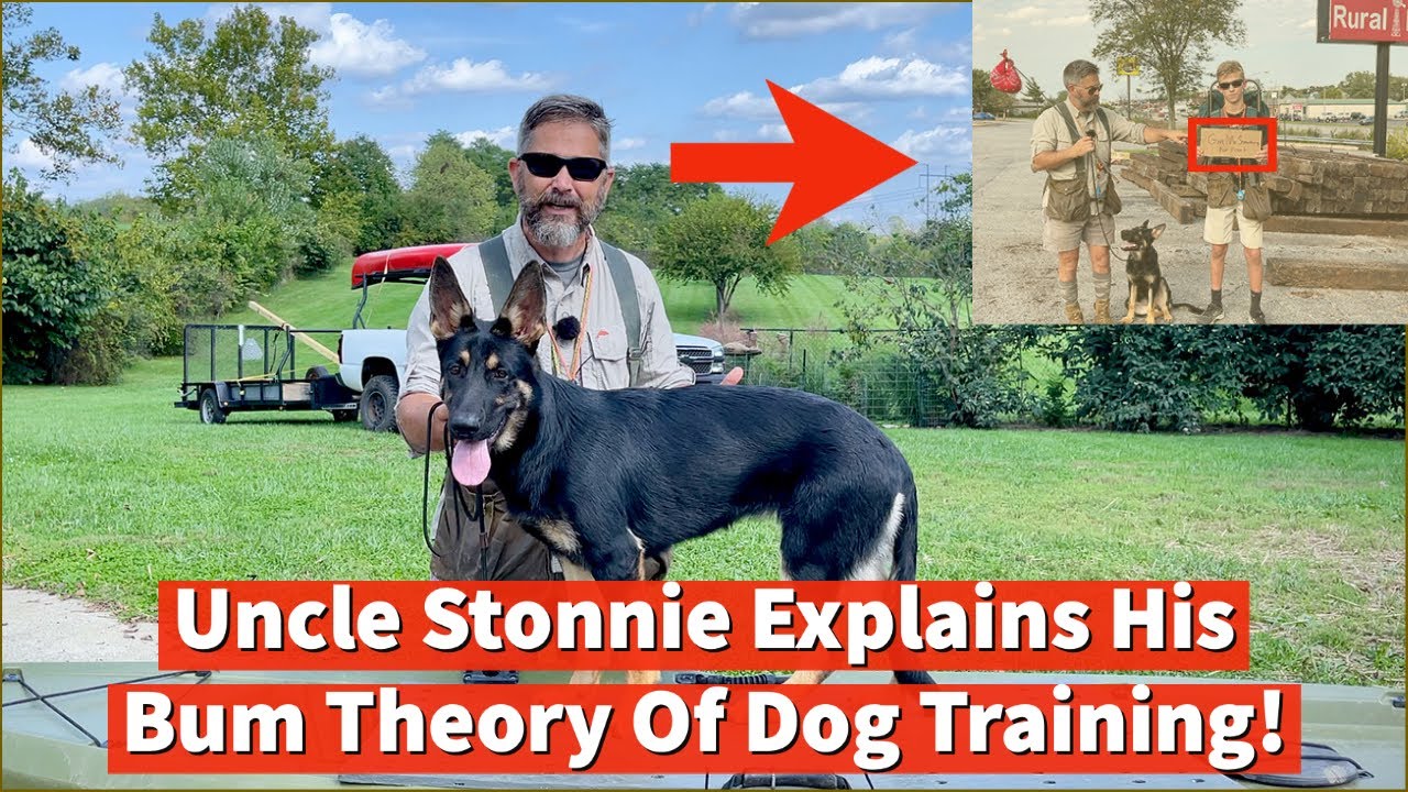 Protection Dog Or Scared Dog 4 | Dog Training Strategy – Desensitization Via Progressive Exposure