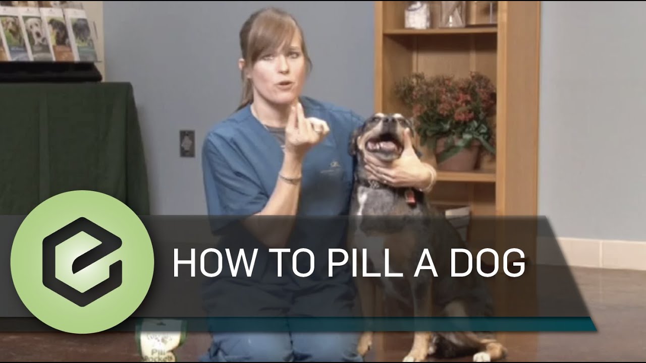 How to Pill a Dog