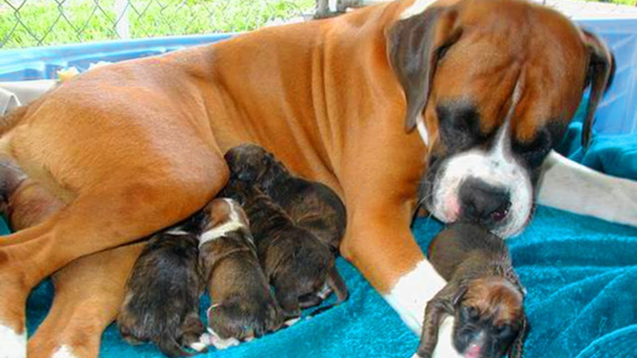 Great Mother Boxer Dog Giving Birth To Many Cute Puppies