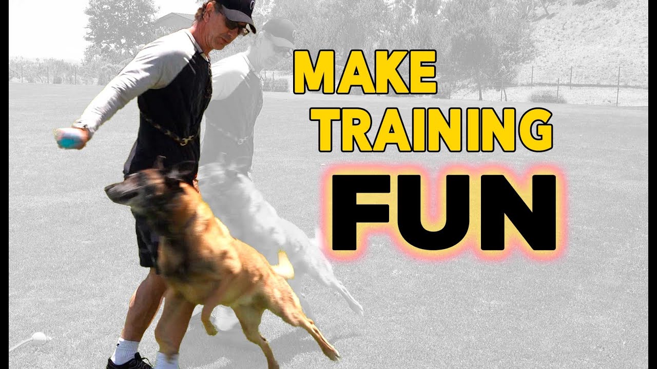 Make Training Fun For Your DOG