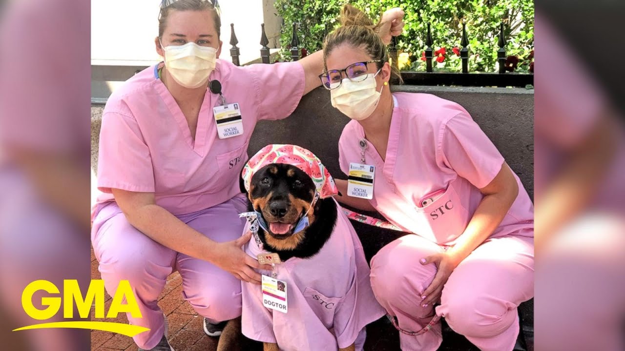 Therapy dog, ‘Dogtor Loki’, delivers ‘Hero Healing Kits’ to health care workers | GMA Digital