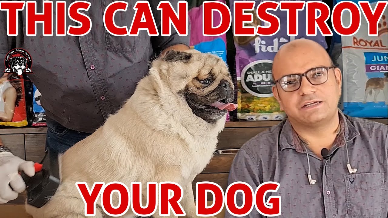 This Can Destroy Your Dog | BIG MISTAKE – Poor Condition | Dog Care & Grooming | Baadal Bhandaari