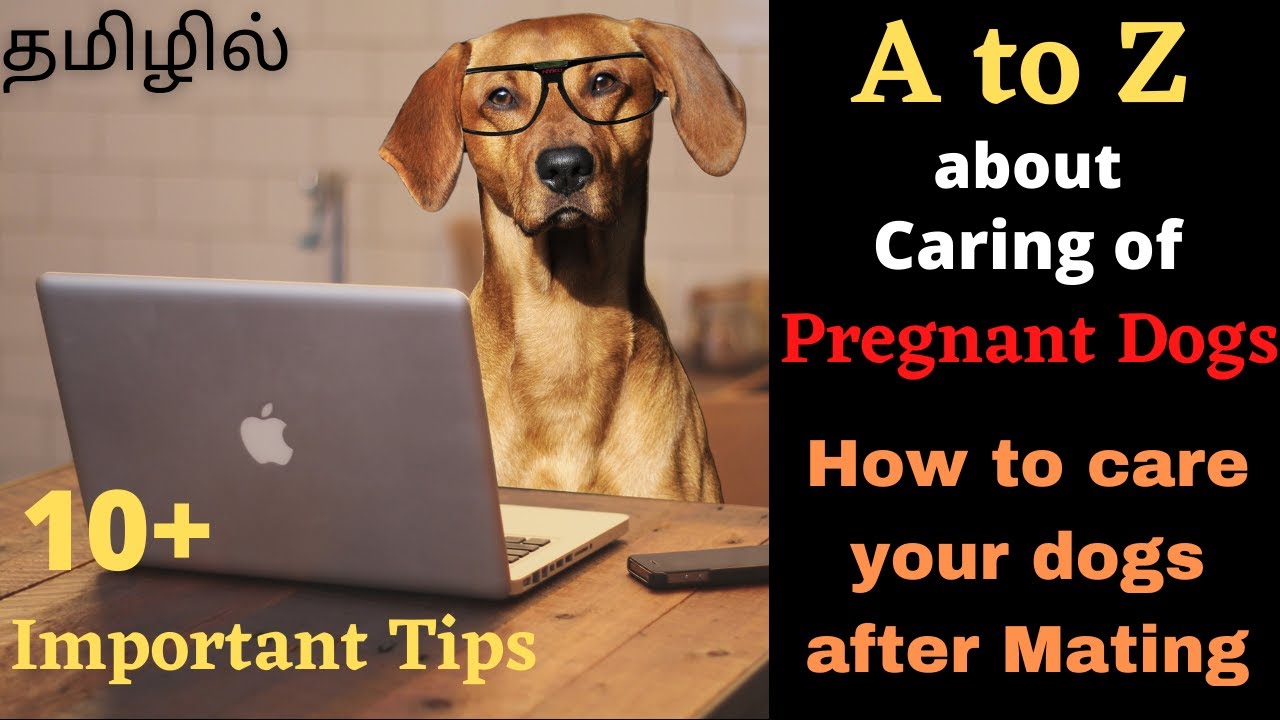 A to Z about Pregnant Dog care in tamil | How to take care of your dogs after mating | தமிழில்