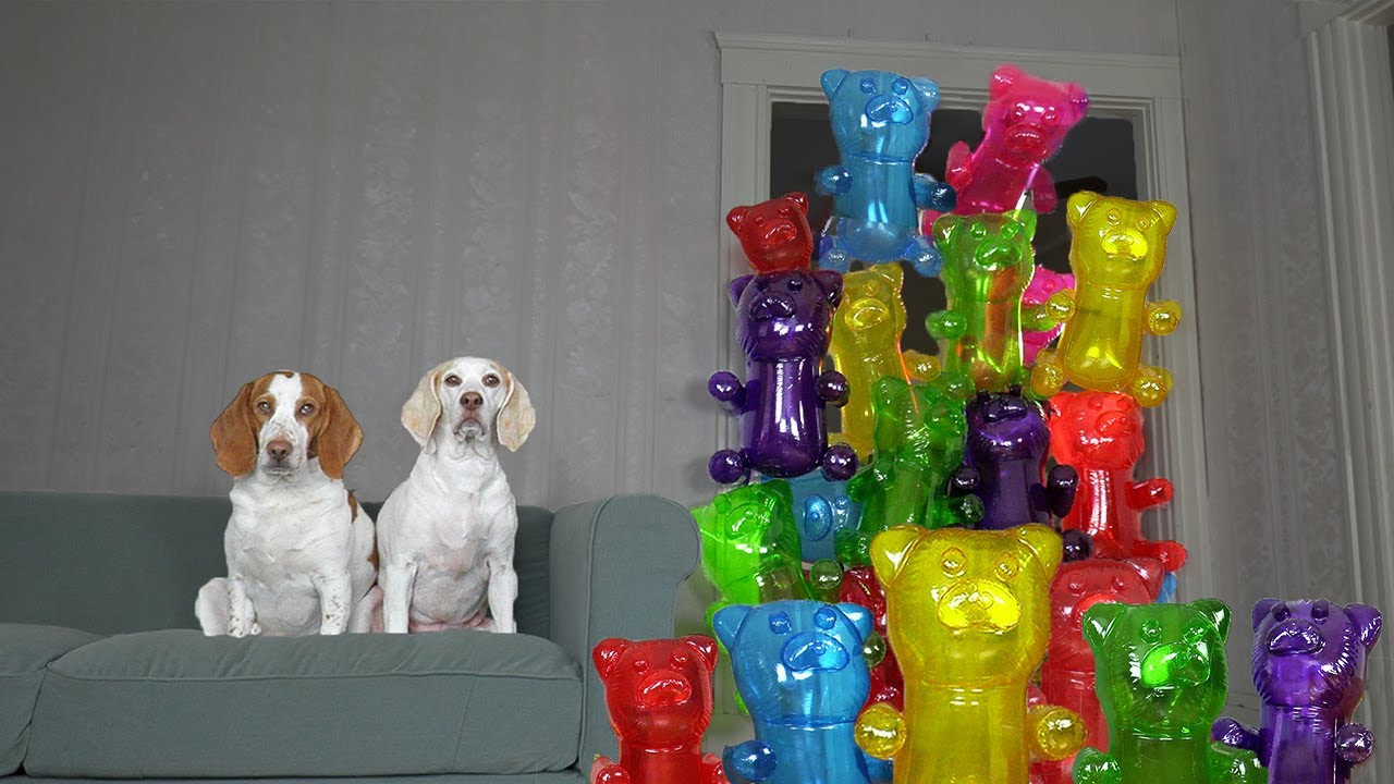 Dogs vs Giant Gummy Bear Army Prank: Funny Dogs Maymo & Potpie Surprised by Gummy Bears