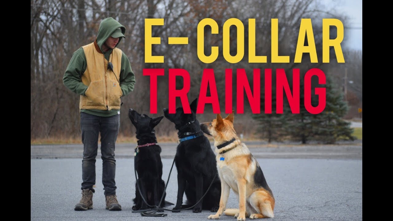 How to safely use the E Collar- Dog training with America’s Canine Educator