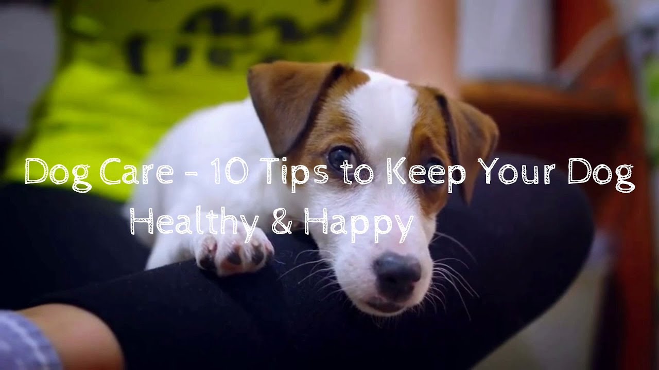 Dog Care – 10 Tips to Keep Your Dog Healthy & Happy